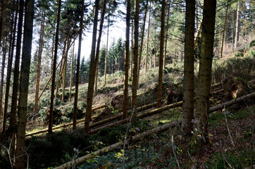 Obraz premium Sturmschäden im Wald