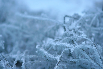 The frost on the branches of plants. Winter nature. Cold weather. Climate change. The Northern cold