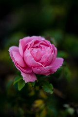 Pink rose