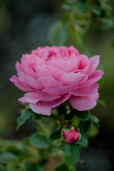 Pink rose