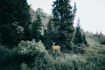 A dear in the middle of the forest