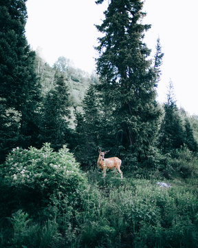 A deer in the middle of the forest 