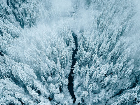 Above view of snow covered trees