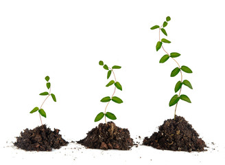 Saplings on white background