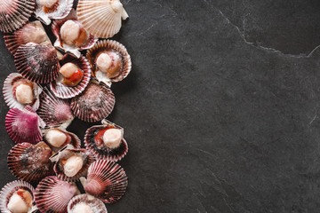 Raw scallops on slate stone background. Seafood, Shellfish, top view, flat lay, copy space