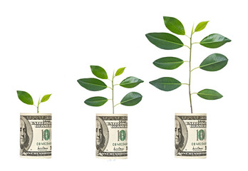 Fototapeta na wymiar saplings growing from dollar bill