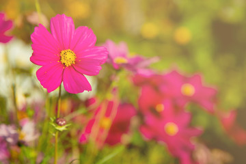 Fototapeta premium Beautiful Sulfur Cosmos in the garden with sunrise in winter at rural Thailand. Pink Cosmos in the morning with flare light at countryside Thailand.