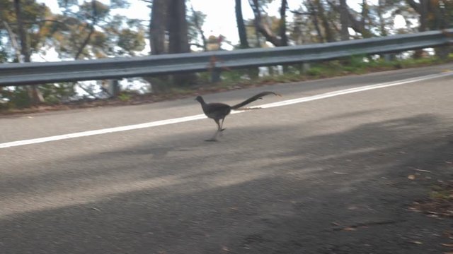 Lyrebird Runs Across Road in Blue Mountains National Park Australia New South Wa