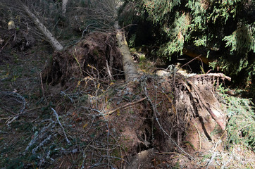 Sturmschäden im Wald