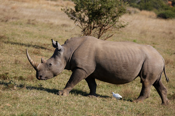 Obraz premium Nosorożec i Czapla Bydlęca Walking - Republika Południowej Afryki