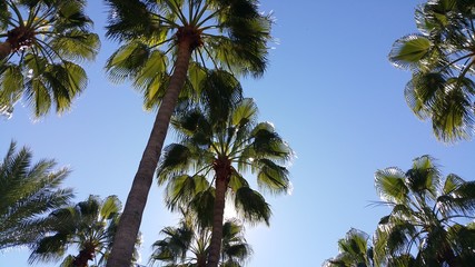 two palms 