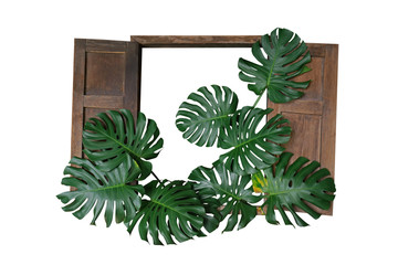 Dark green leaves of monstera or split-leaf philodendron (Monstera deliciosa) the tropical foliage plant bush with rustic old wood window frame isolated on white background, clipping path included.