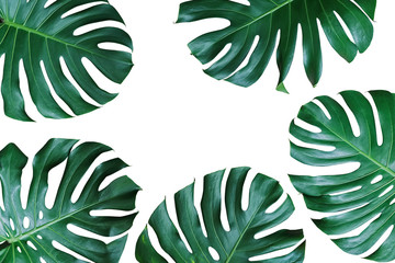 Dark green leaves of monstera or split-leaf philodendron (Monstera deliciosa) the tropical foliage plant nature frame isolated on white background, clipping path included.