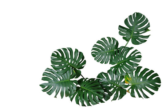 Fototapeta Ciemnozieloni liście monstera lub liścia filodendron (Monstera deliciosa) tropikalna ulistnienie rośliny krzaka natury ramy granica odizolowywająca na białym tle, ścinek ścieżka zawierać.