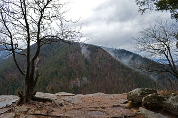 View on the foggy forest from the precipice in the Slovak paradise national park, Slovakia