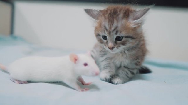 little gray kitten cat and white rat sniffing each other. funny rare video rat mouse and little cute kitty friendship pets concept lifestyle