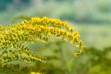 Solidago, commonly called goldenrods. Yellow flowers of goldenrod.