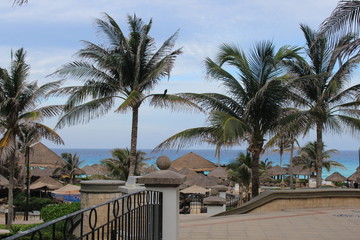 resort with palm trees