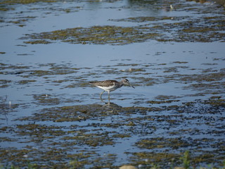 Greenshank (Tringa nebularia)