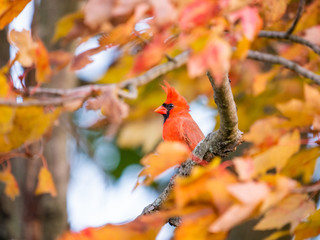 Northern Cardinal