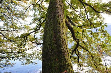 Obraz premium Big tree