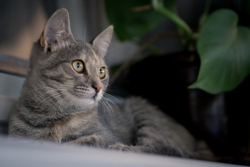 Young gray cat laying on white window board with plant in the background.