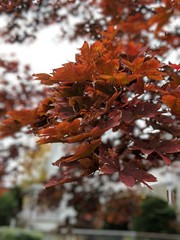 Fototapeta premium Fall leaves