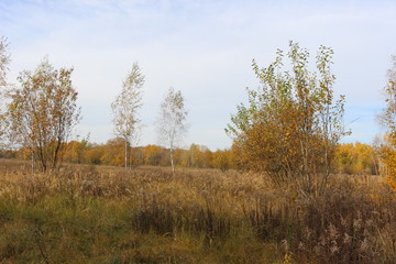 Fototapeta premium Autumn forest is beautiful in golden foliage