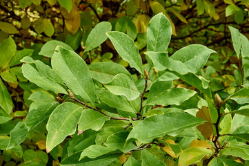 The texture of leaves on a branch of magnolia Susan (Magnolia Susan). Susan magnolia green and gold autumn leaves as natural background for design.