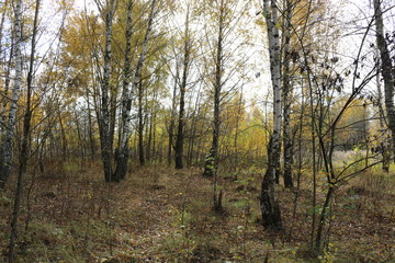  Autumn forest is beautiful in golden foliage