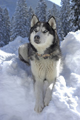 Siberian husky lying in the snow