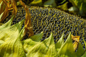 Ripe sunflower. Beautiful texture of ripe sunflower seeds