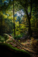Herbst im Auenwald