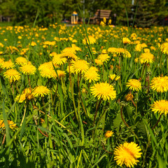 Dandelion field in the park