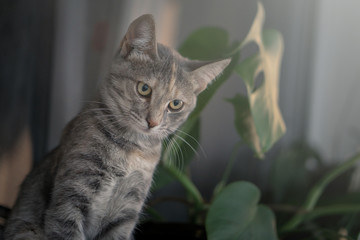 Young gray cat sitting on white window board with plant in the background