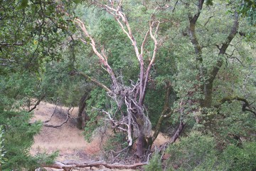 Austin Creek State Recreation Area is a state park unit of California, United States, encompassing an isolated wilderness area.