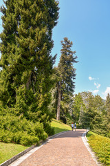 Veduta di un parco con sentiero per passeggiare e altissimi alberi secolari, Villa Taranto, Lago...