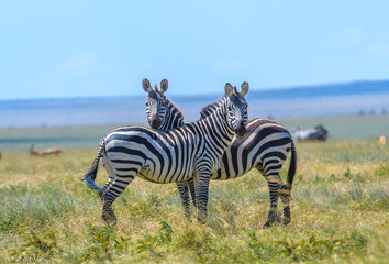 Fototapeta na wymiar In Sync , Zebra in Africa