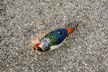 Primo piano dall'alto di fagiano di Lady Amherst (Chrysolophus amherstiae) su sfondo di ghiaia