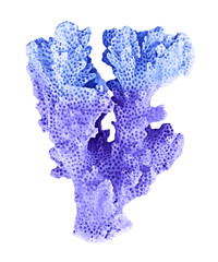 coral isolated on white background © Dmitry