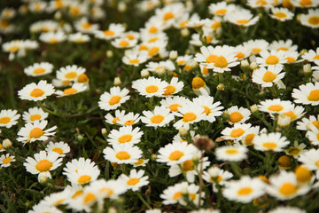 large field of daisies. Flowers background in the spring