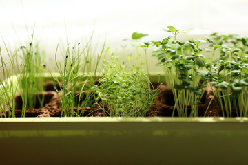Frische Kr&auml;uter auf Fensterbank