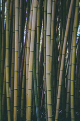 Bamboo