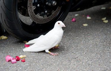 Taube / Hochzeit