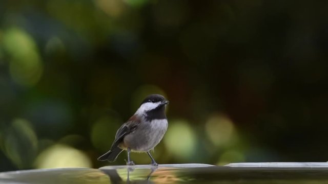 HD video of one Chickadee drinking from a bird fountain. The Chicadee is the official bird for the states of Massachusetts and Maine.