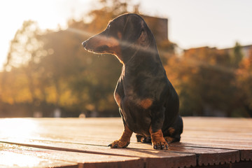 portrait of a dachshund dog on the background of a beautiful sunset sky in the autumn while walking...