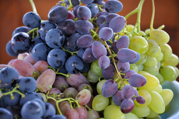 Collected grapes of various varieties