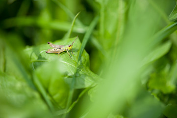 Grasshopper in the green hell / Grashüpfer in der grünen Hölle