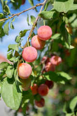 Prunus cerasifera cherry plum tree, myrobalan plum branches full of ripening fruits, green foliage against blue sky