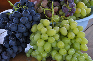 Collected grapes of various varieties